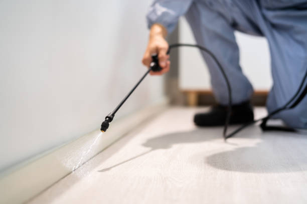 Licensed Wasp Removal service in Fraser, MI - Show Me Pest Control